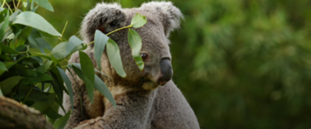 Citizen Science - Koala Compass