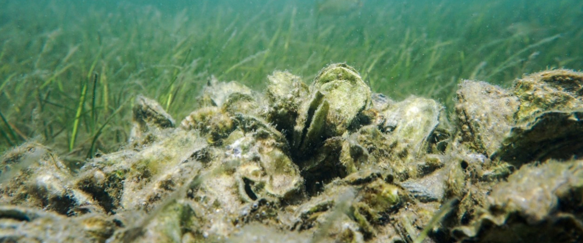 Citizen Science - Reef Rewind