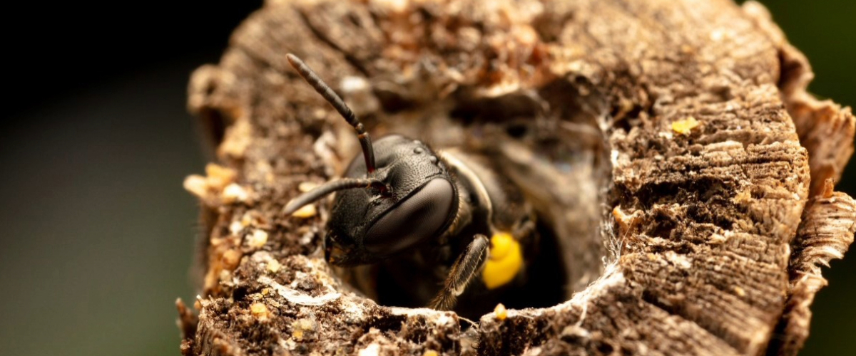 Citizen Science - Smart Nest