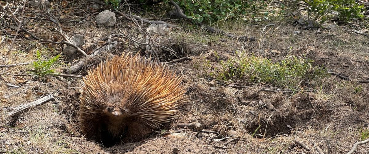 Echidna in Flinders Chase National Park