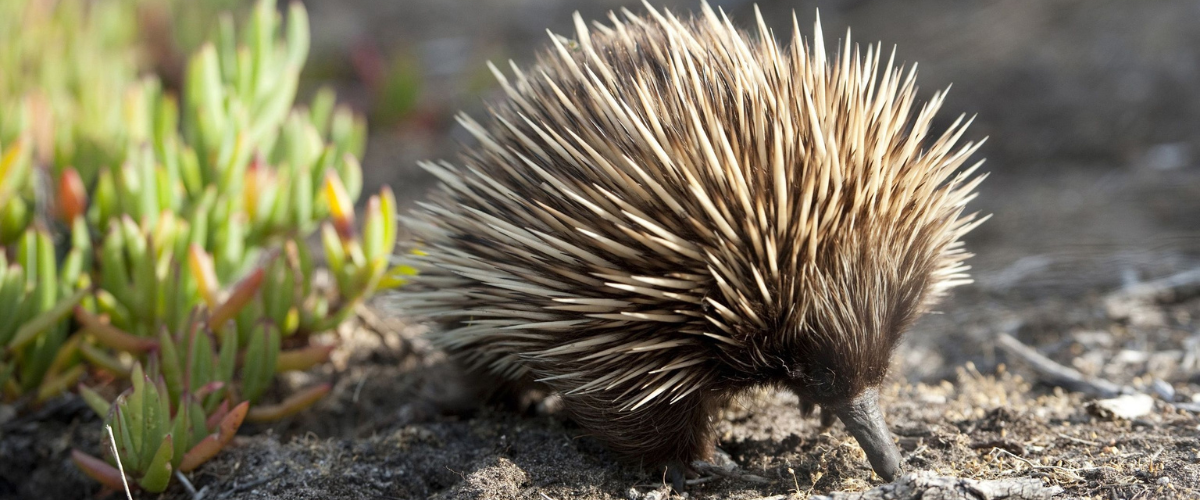 Echidna