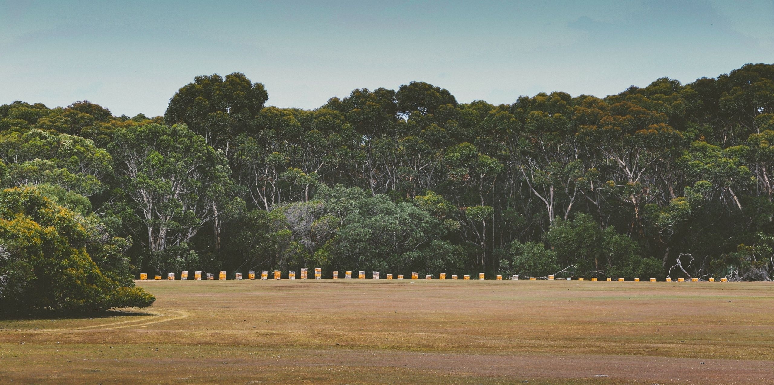 Hives at Hanson Bay Sanctuary