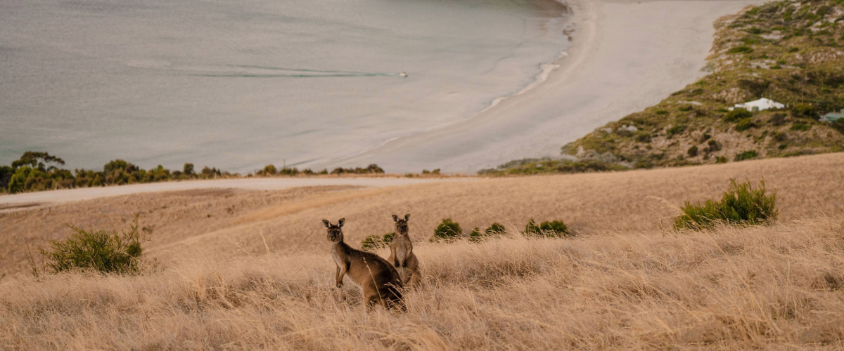 Kangaroos in a field 1200x500