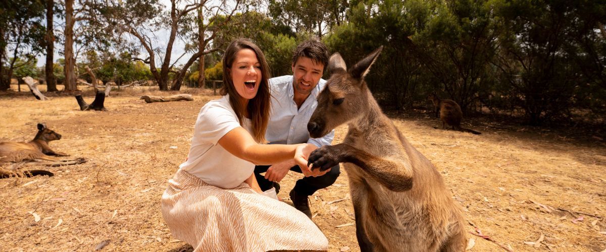 Kangaroo feeding at Kangaroo Island Wildlife Park