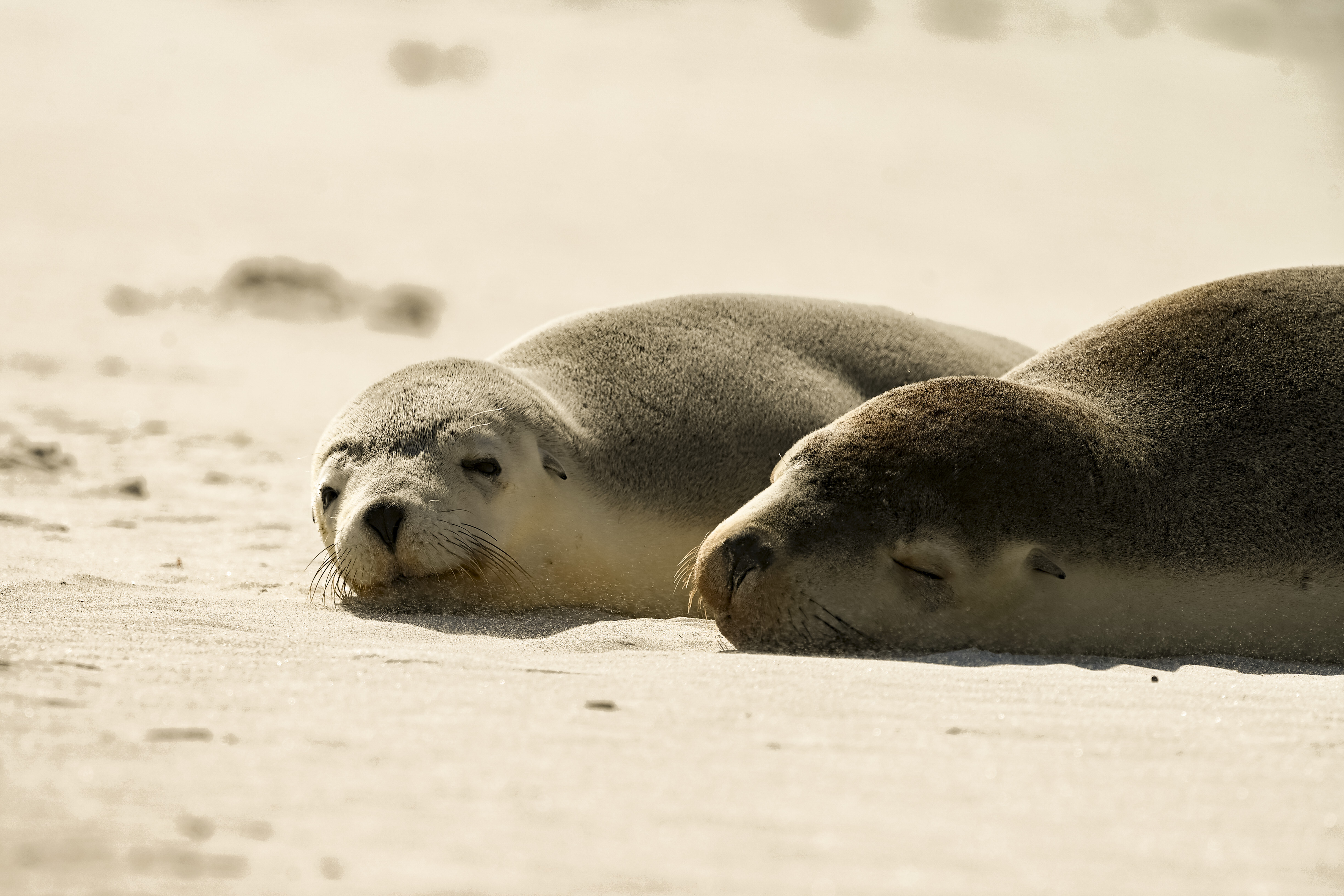 Seals On the Beach