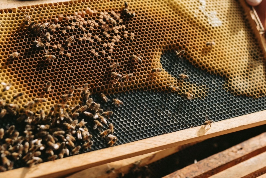 cliffords honey farm