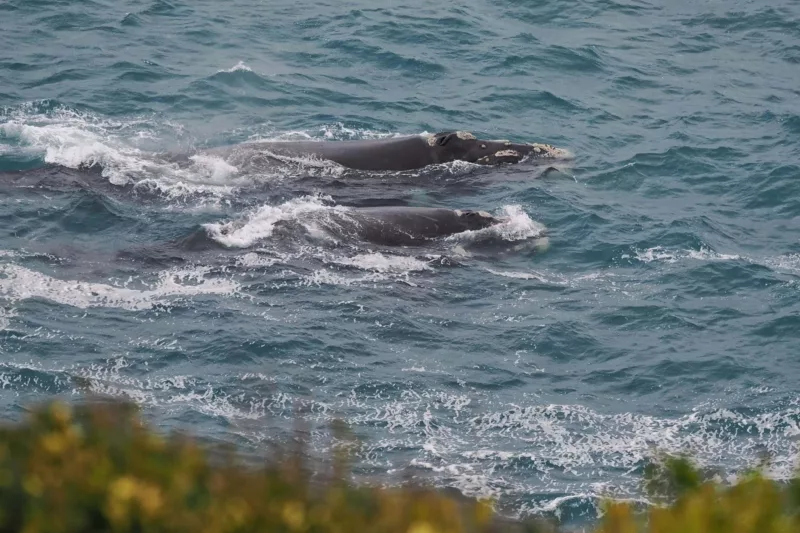 Whales at The Bluff, Encounter Bay. Credit Paul Neville.
