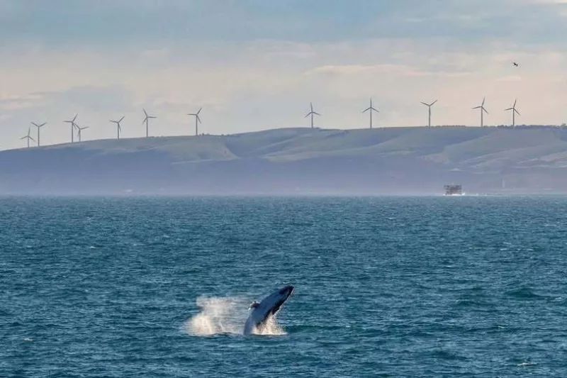 Whale at Backstairs Passage. Credit Daddow Images.