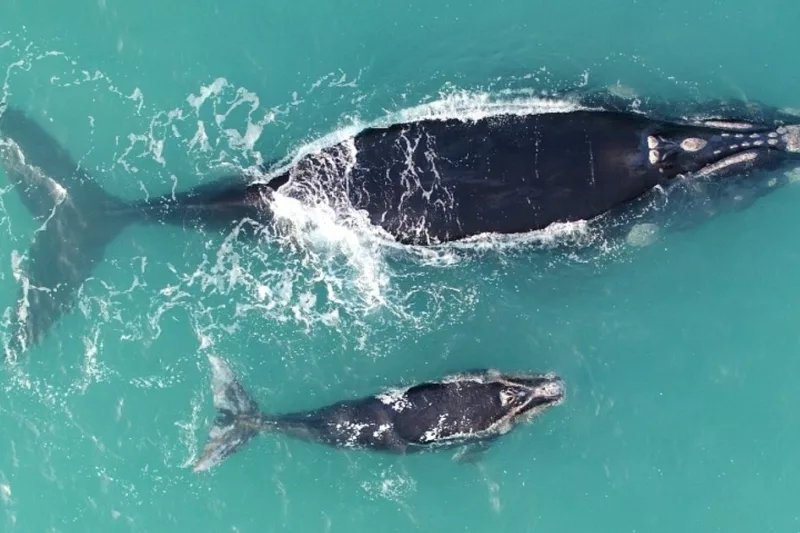 Whale and calf - SATC