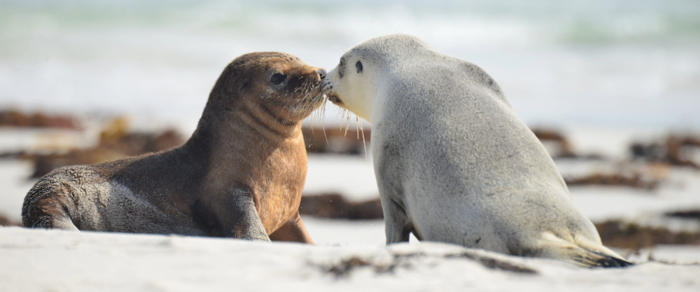 seal bay