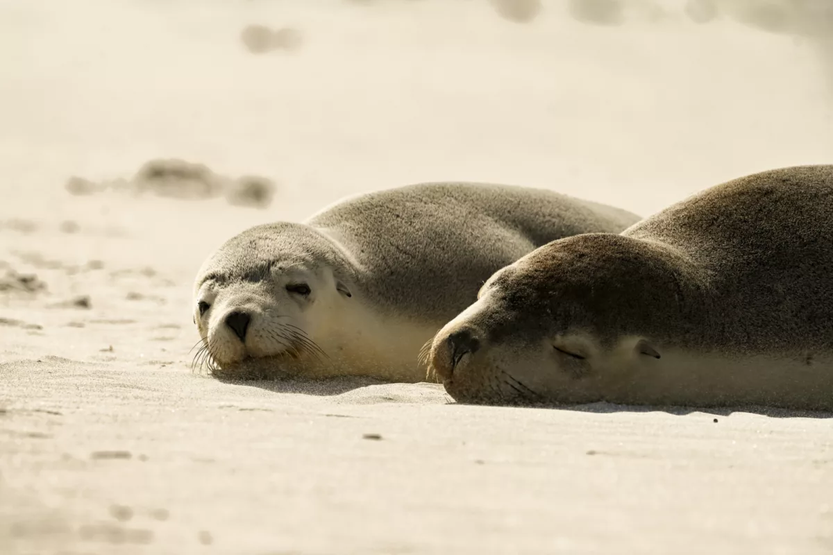 Seal Bay