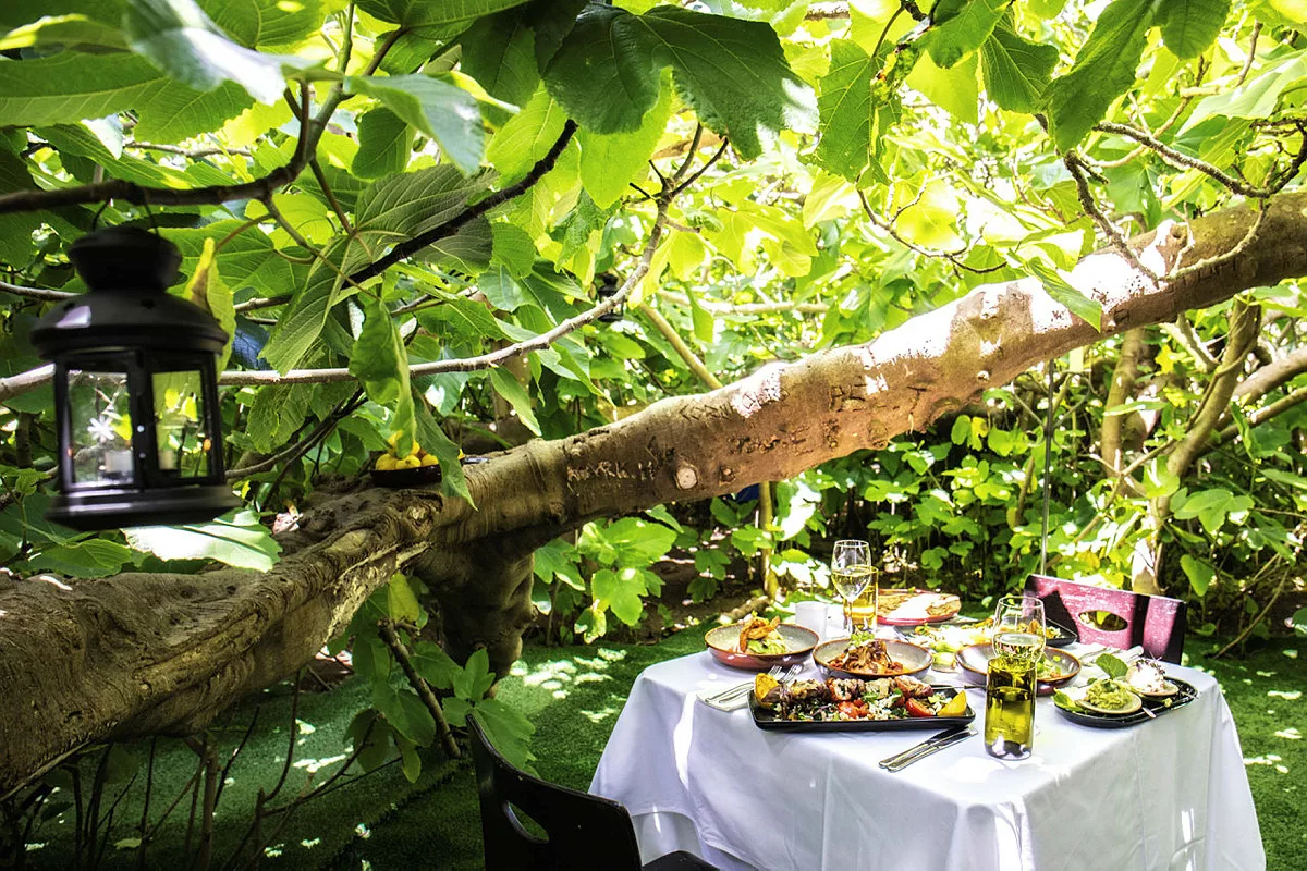 Fig Tree