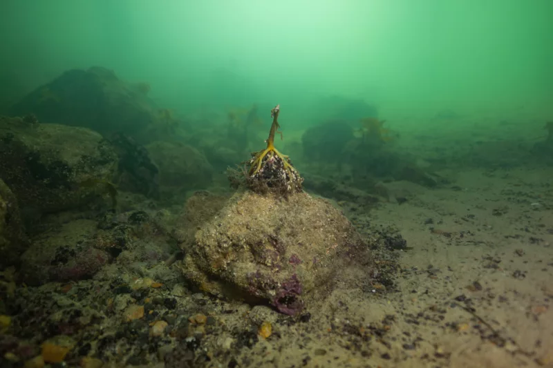 A lone coral on the ocean bed off the KI coast