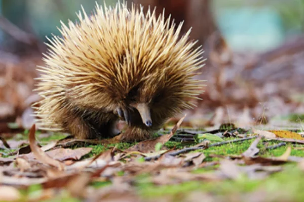 Best Wildlife Experiences on KI