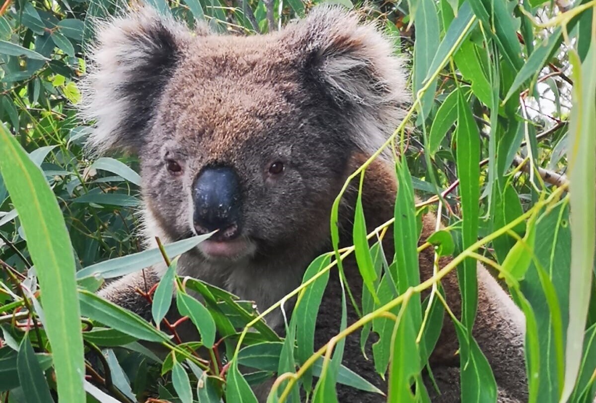 Hanson Bay Wildlife Sanctuary 2