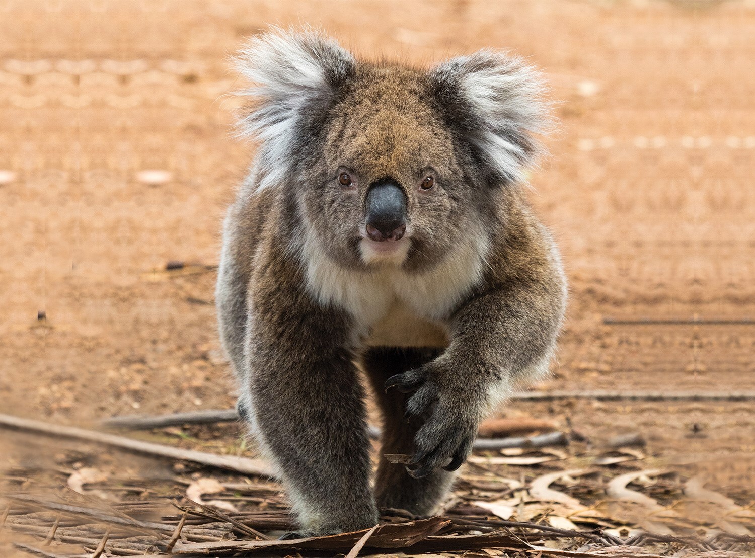 Hanson Bay Wildlife Sanctuary