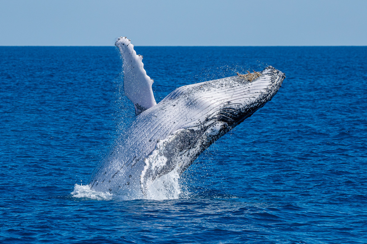 K'gari whale watching
