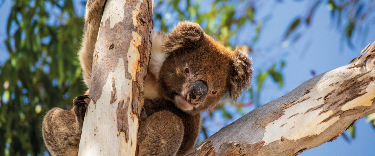 Koala in a tree 1200x500