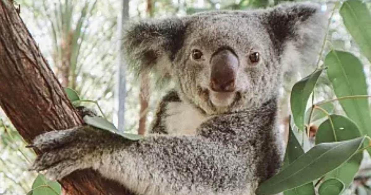 The Koala Park | SeaLink Magnetic Island