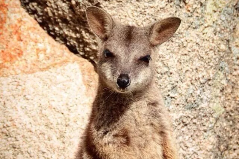 Rock wallaby at Geoffrey Bay