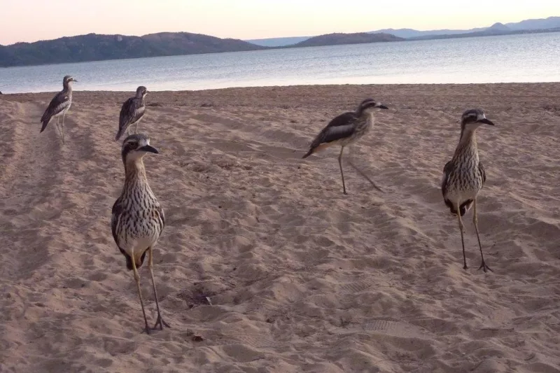 Bush Stone Curlews on the beach