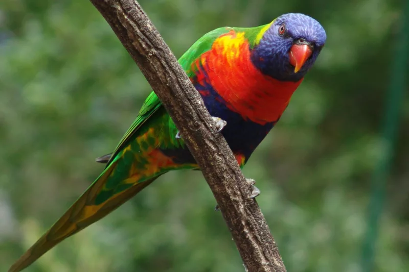 Rainbow Lorikeet on the tree