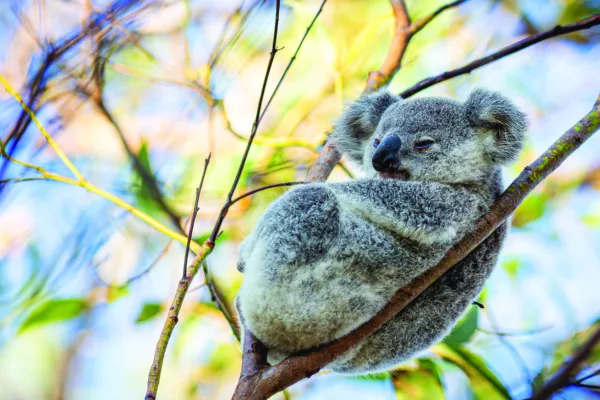 Koala on Magnetic Island, part of the island’s diverse wildlife.