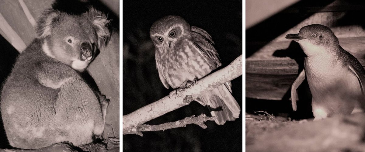 Nocturnal Wildlife Tour