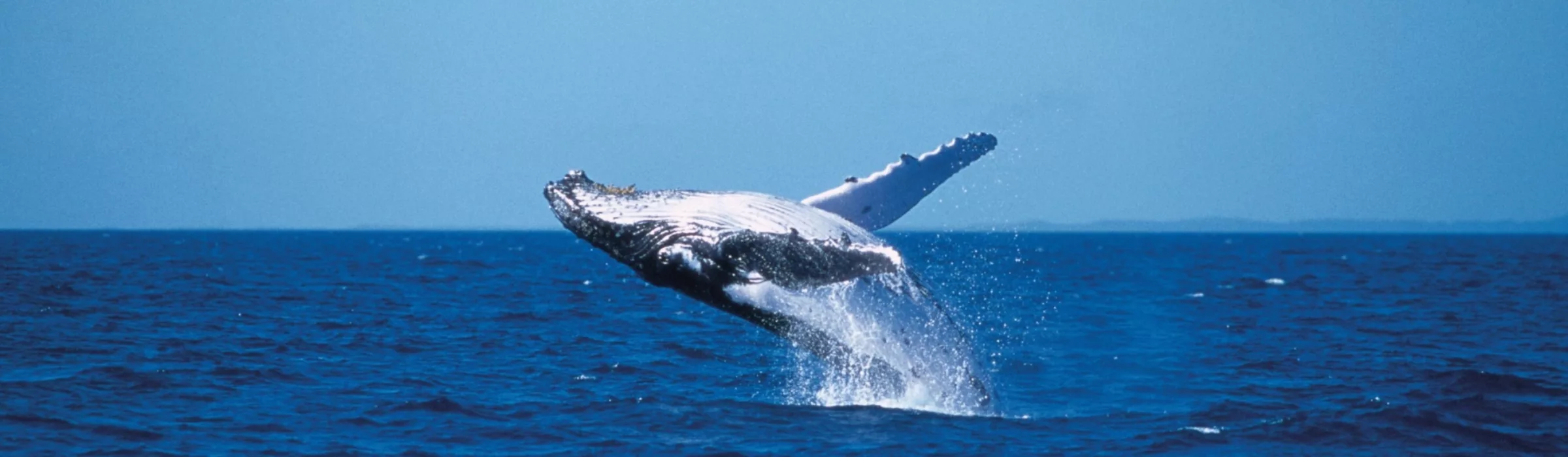 Whale