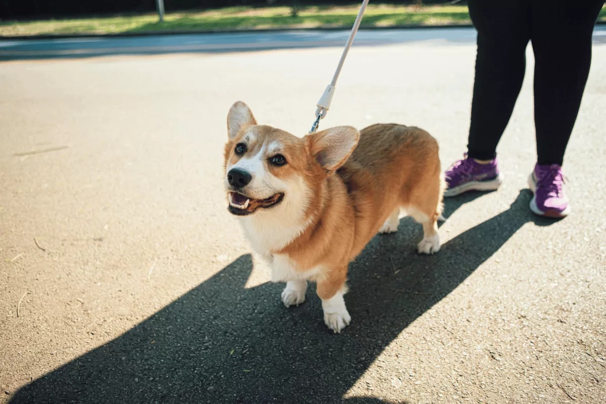 Travelling with pets