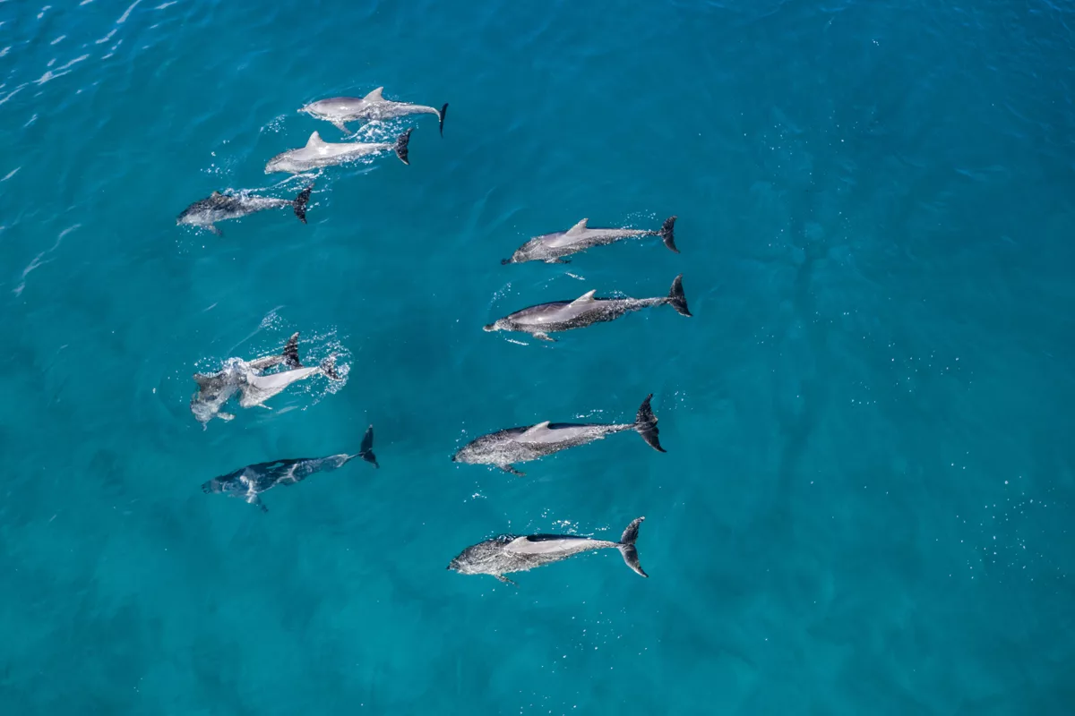 Sean Scott Photography A Pod of Dolphins