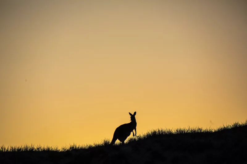 A silhouette of a kangaroo during dusk