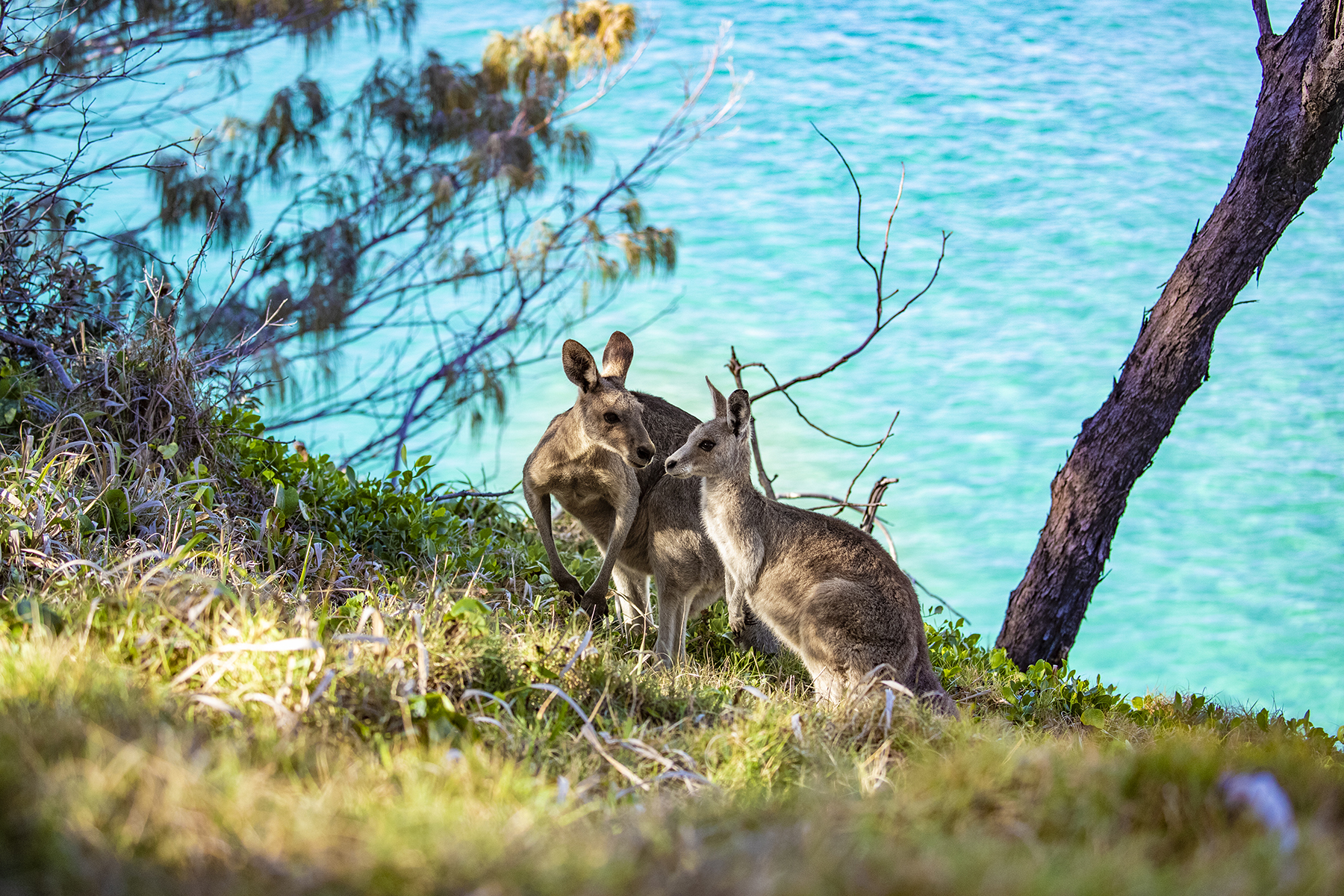 Two kangaroos with an ocean view Sean Scott Photography