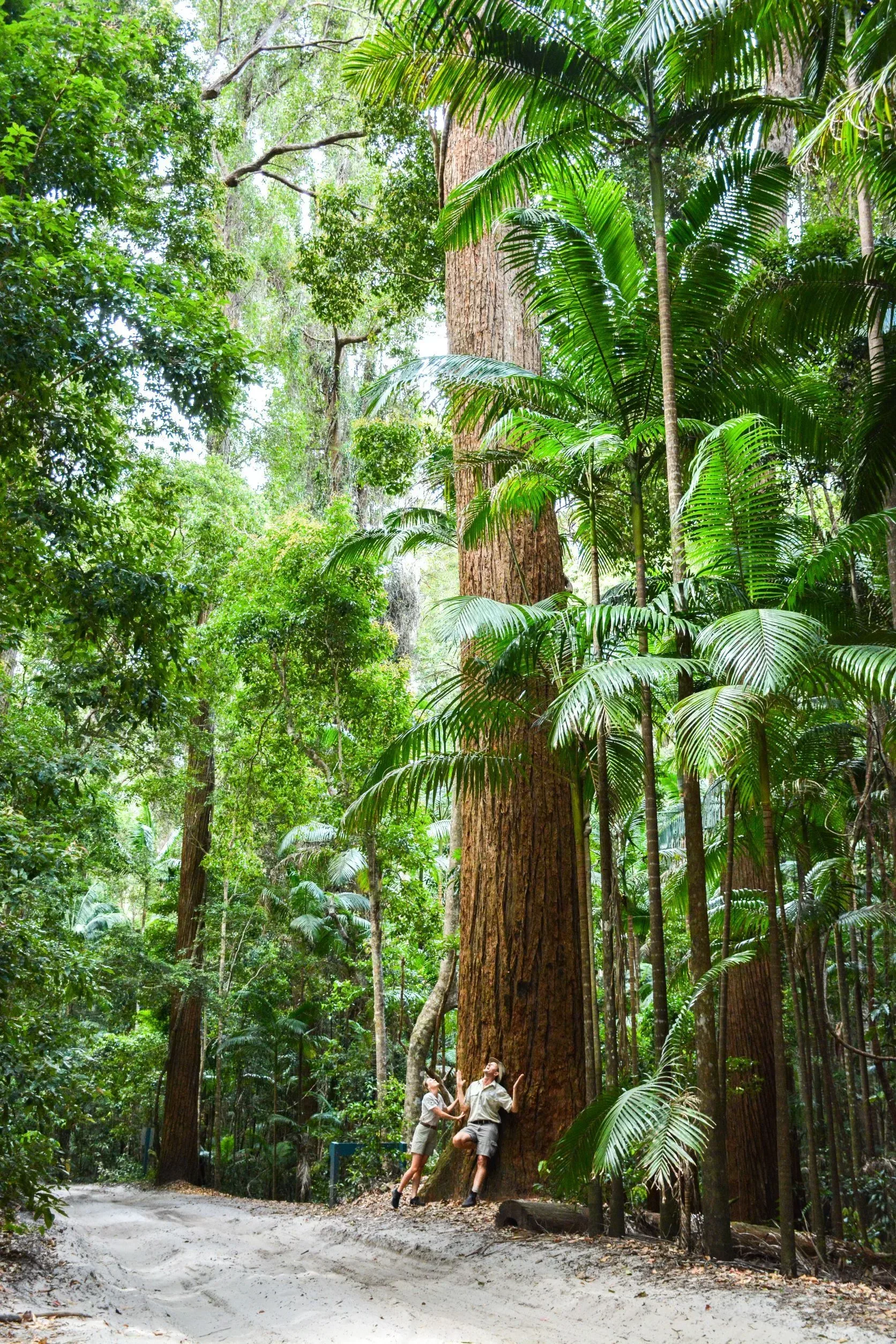 Pile-Valley-K'gari-Fraser-Island