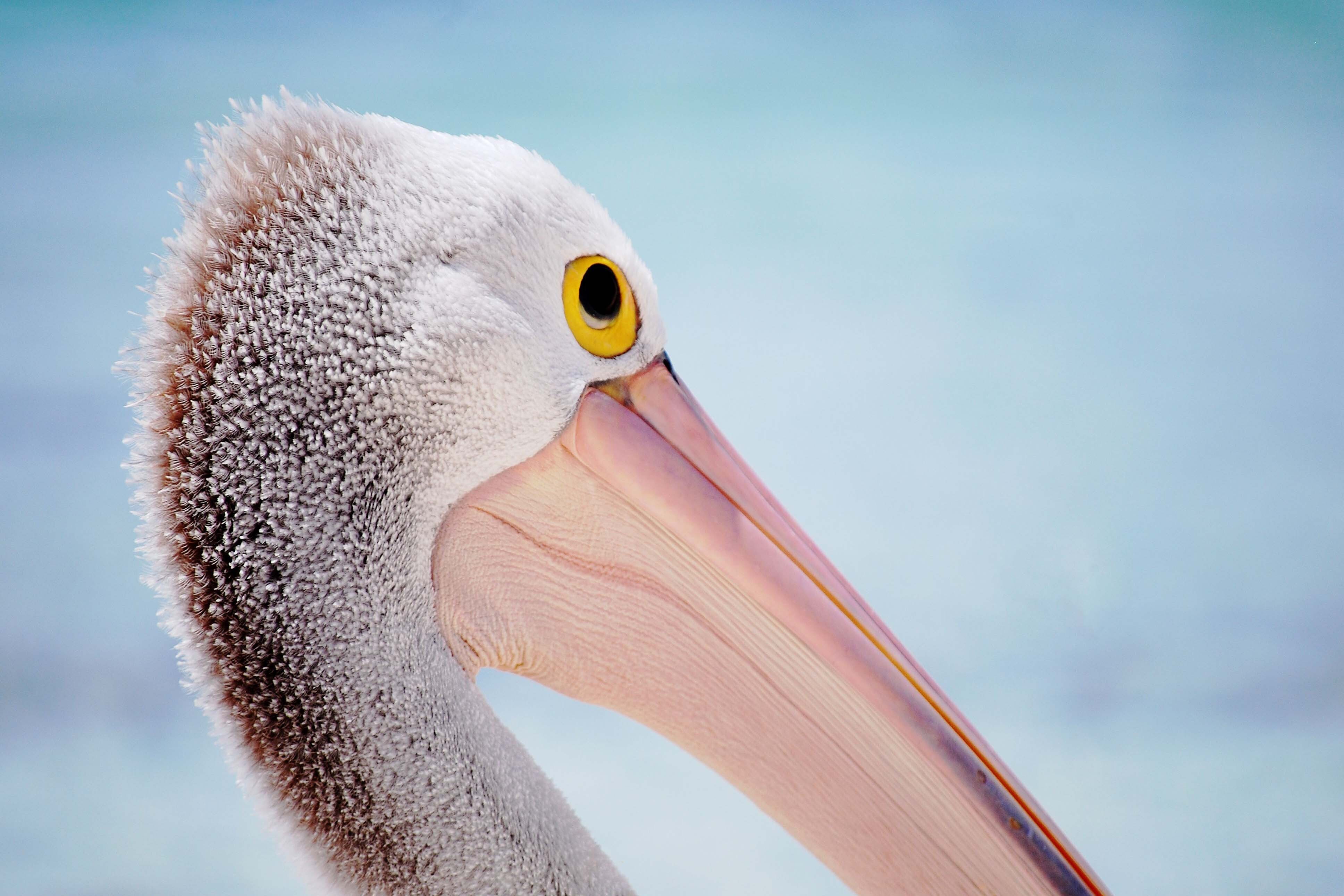 Australian Pelican