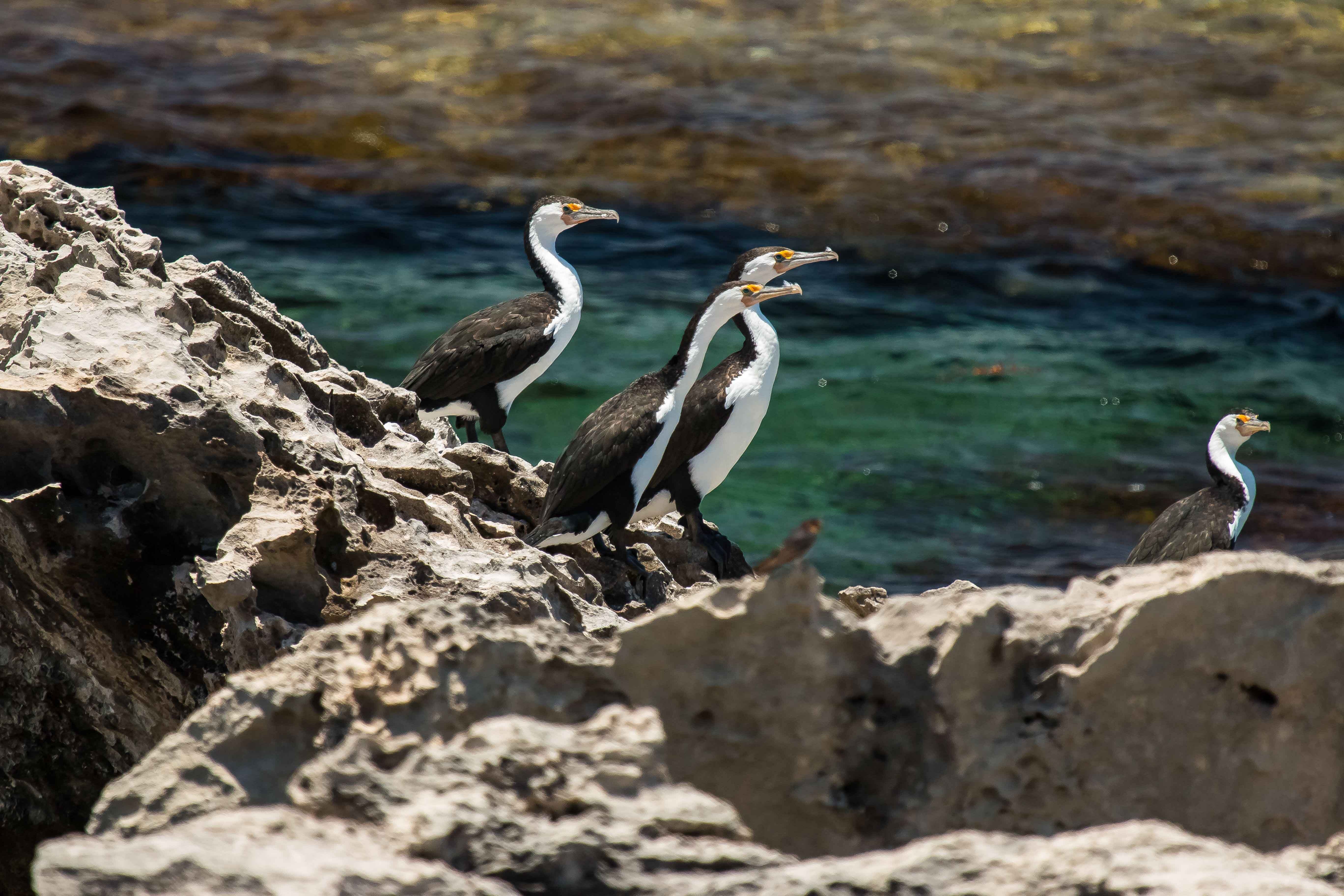 Australian Pied Cormorant