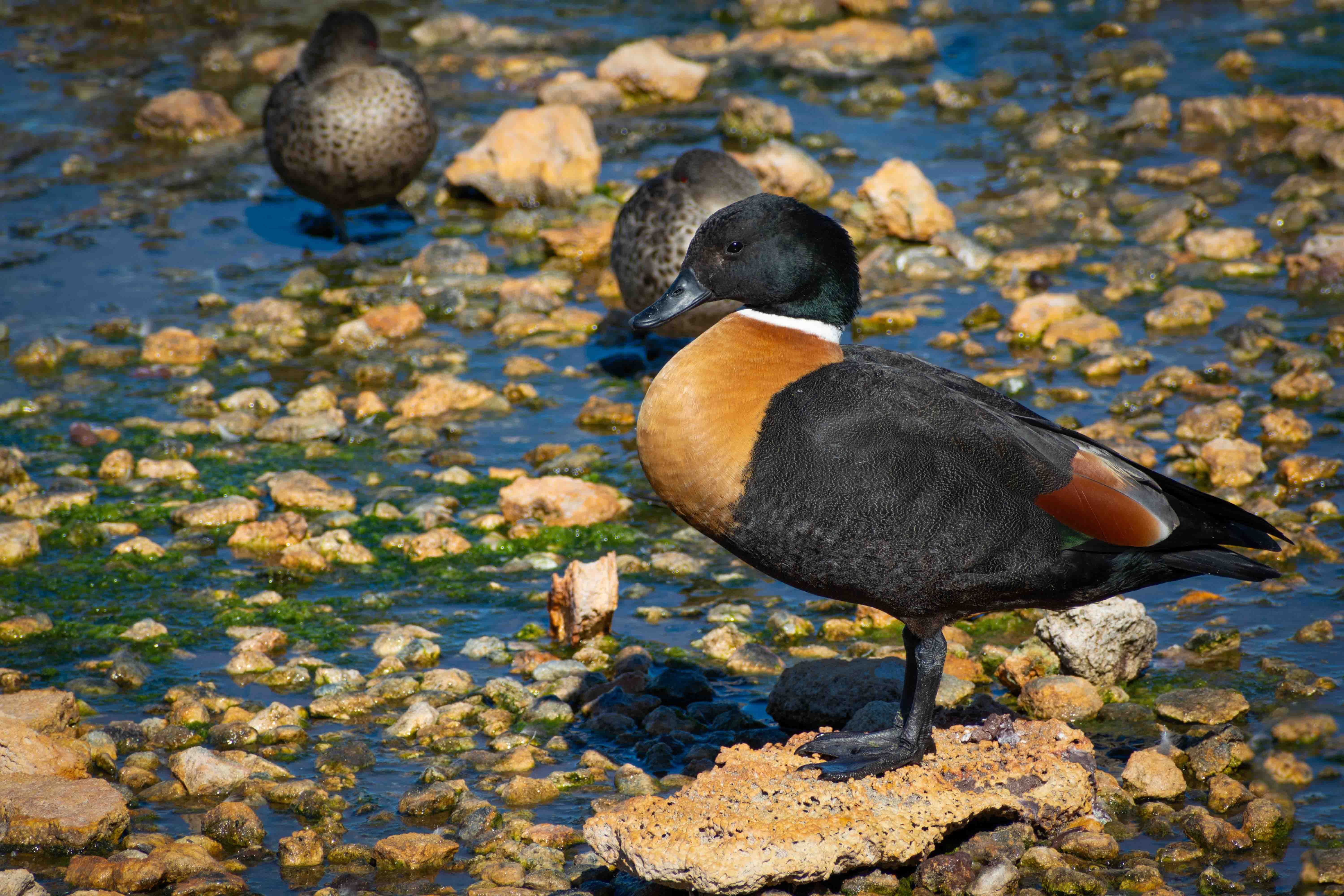 Australian Shelduck