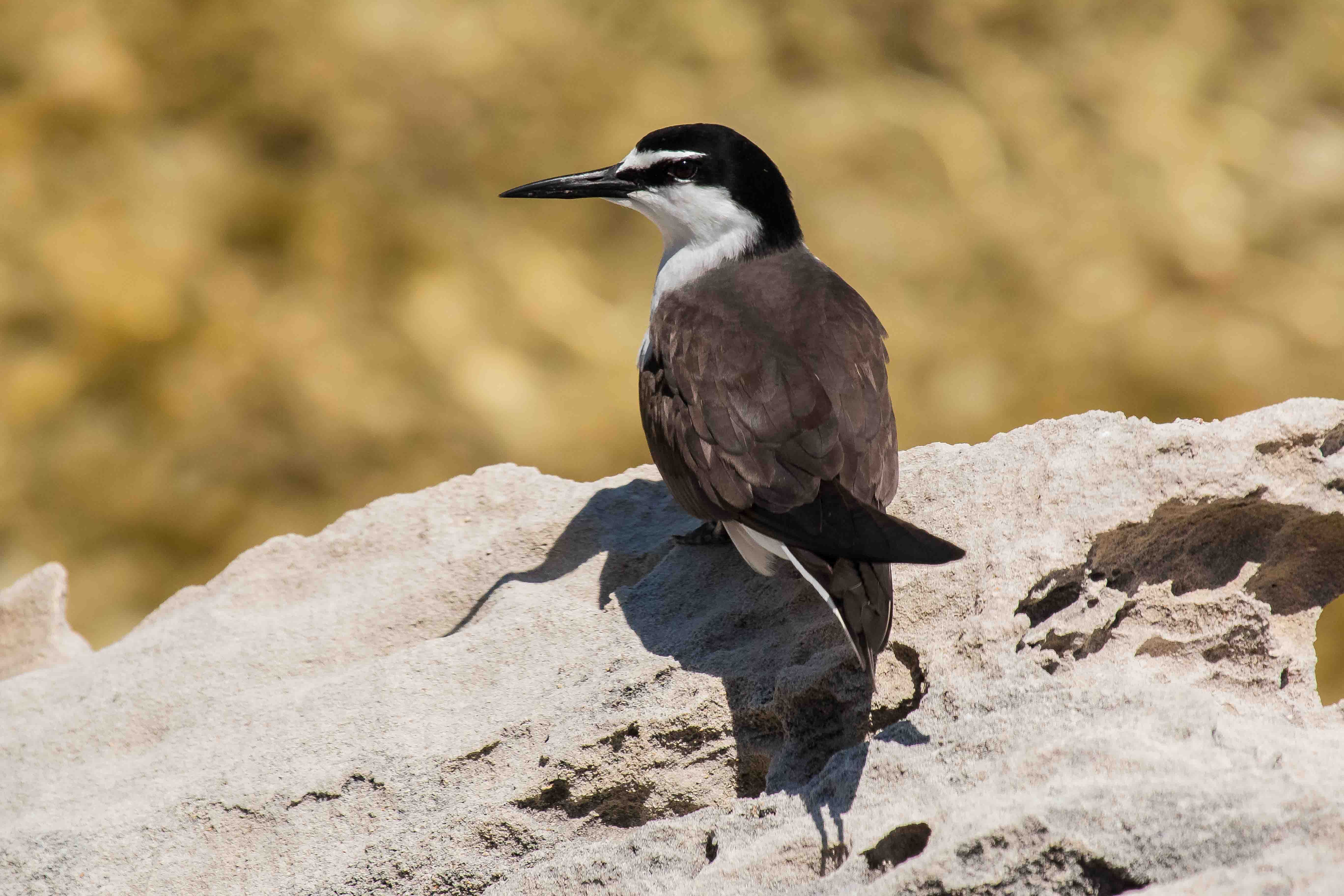 Bridled Tern