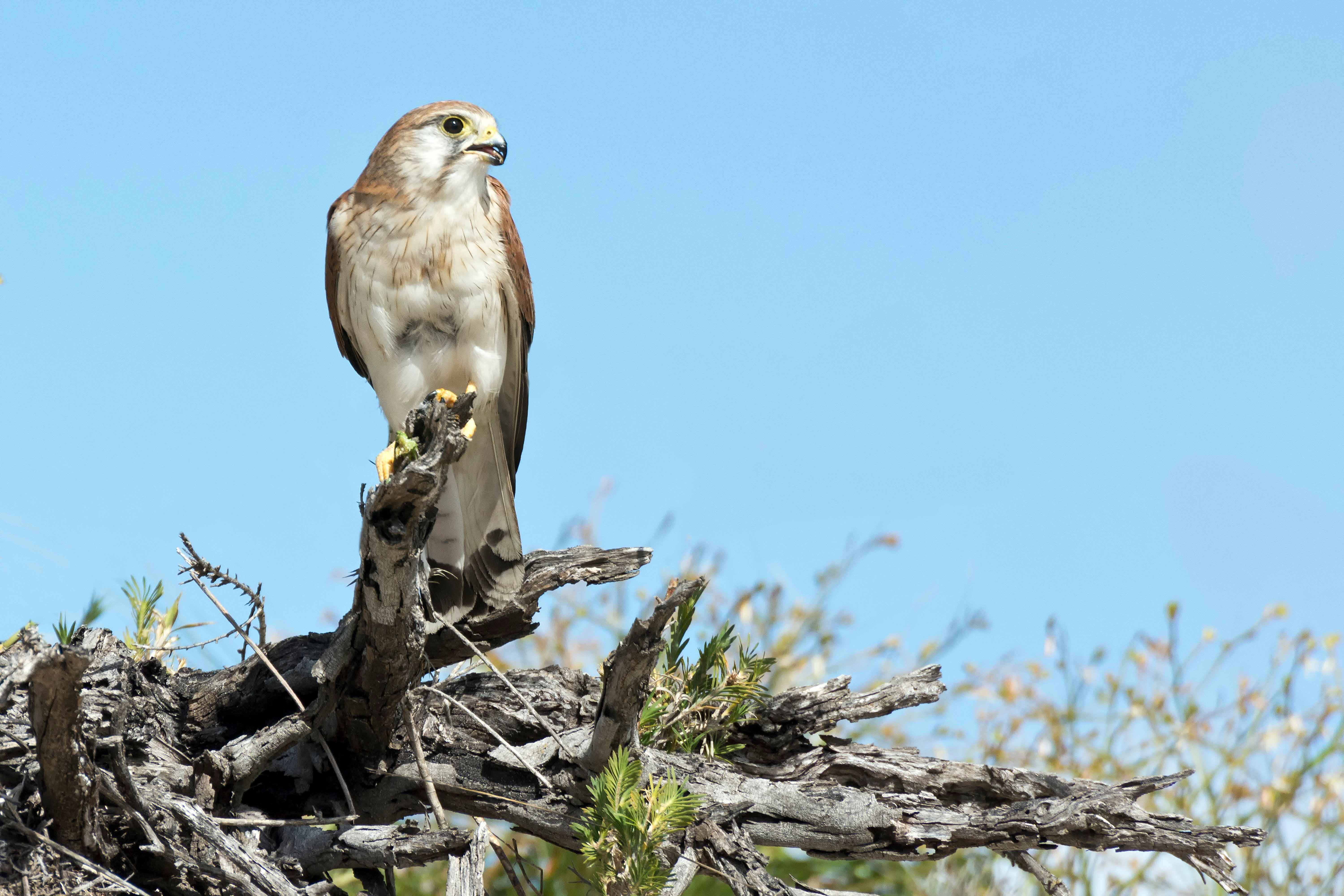 Nankeen Kestrel