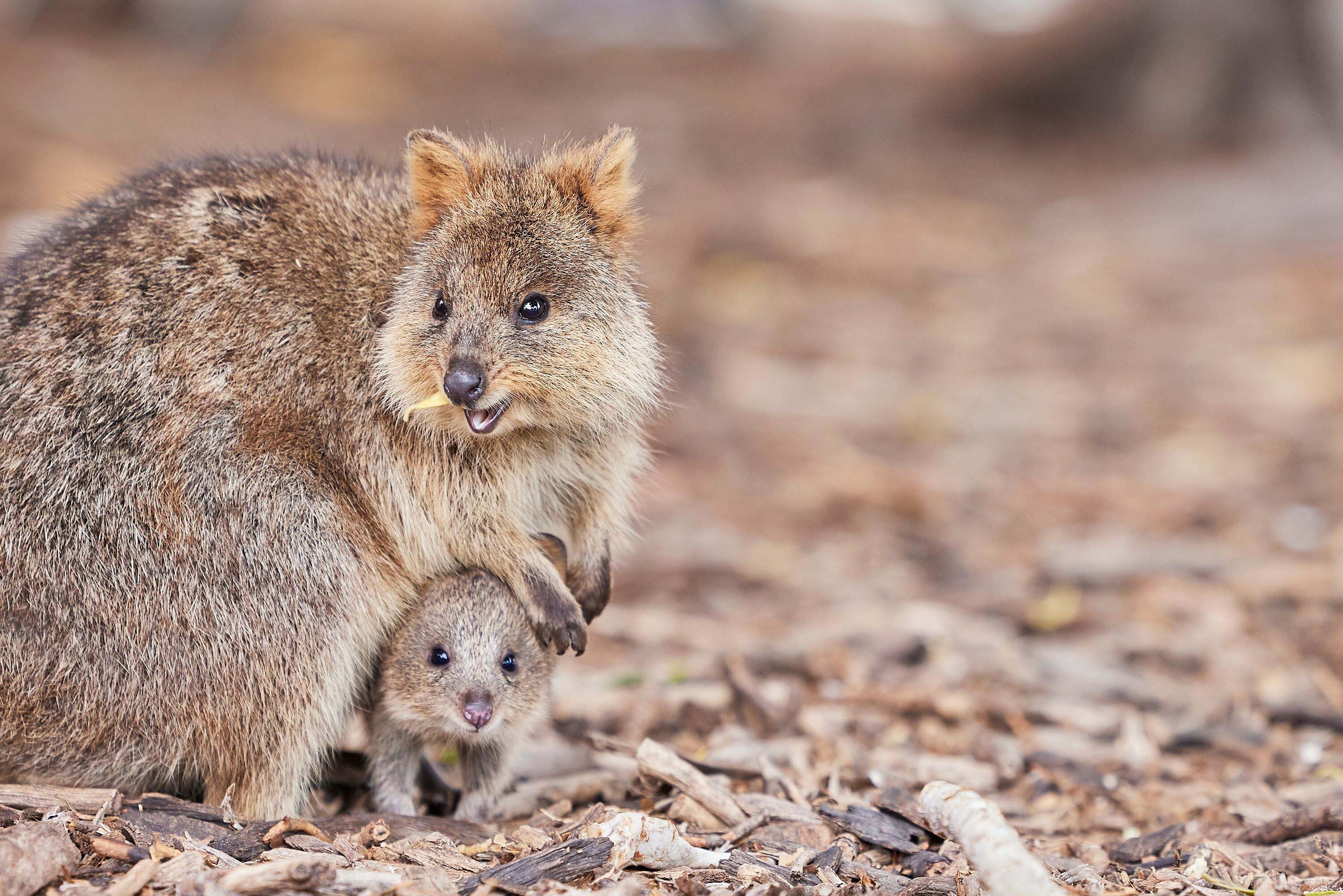 Quokka and joey