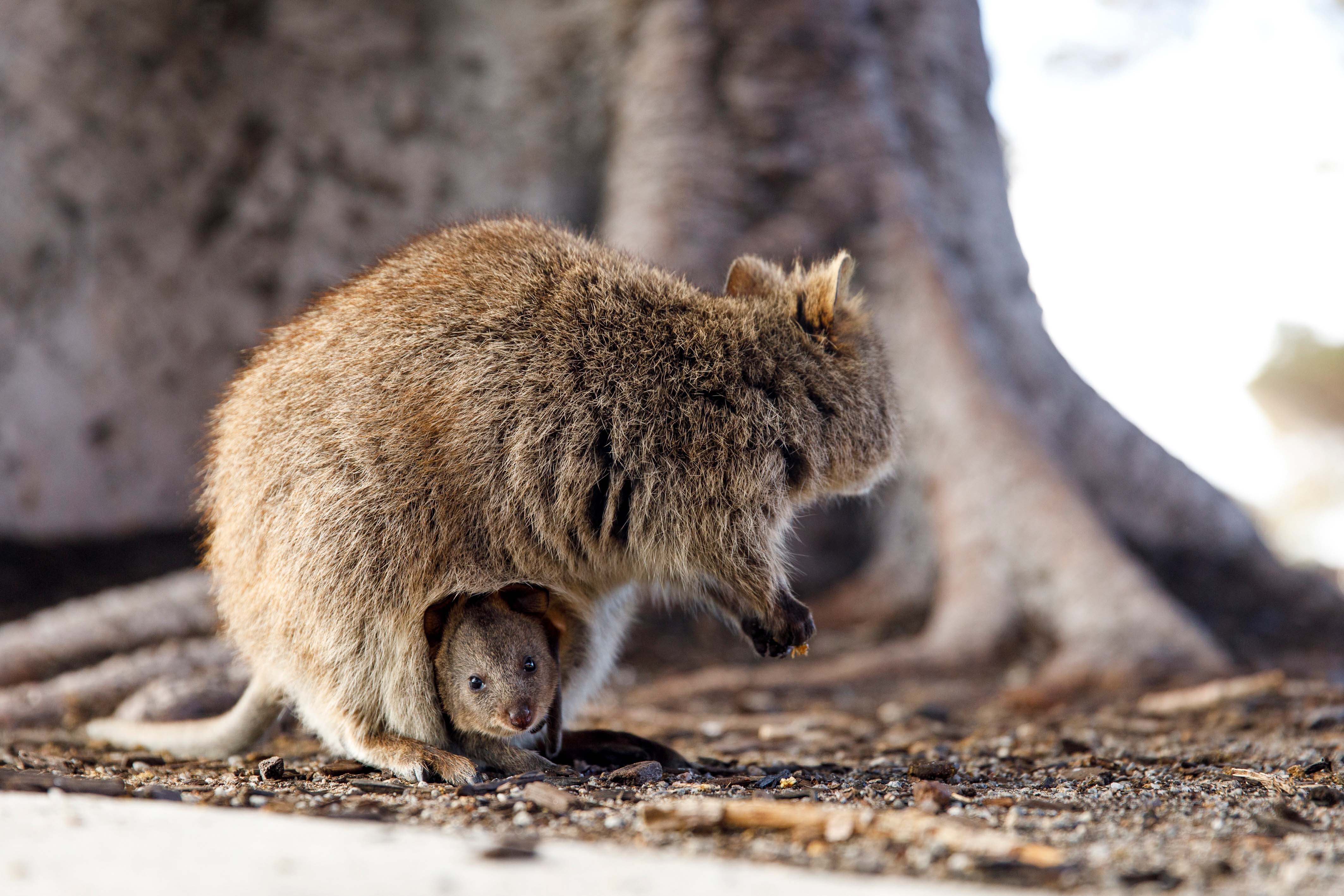 Quokkas