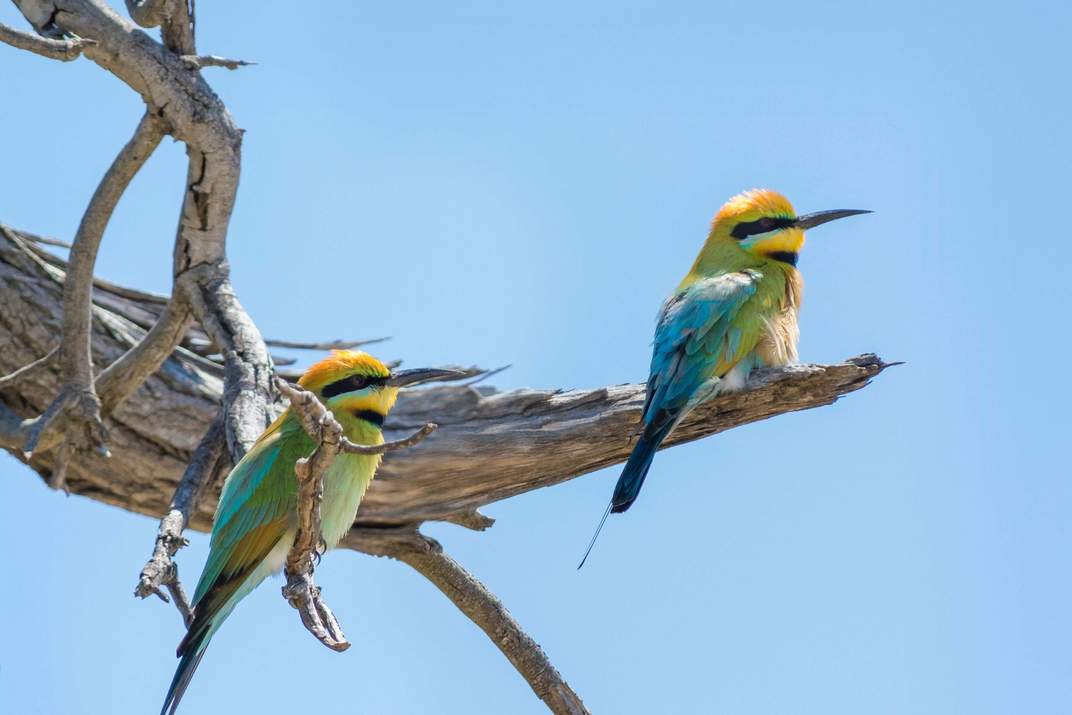 Rainbow Bee-eater