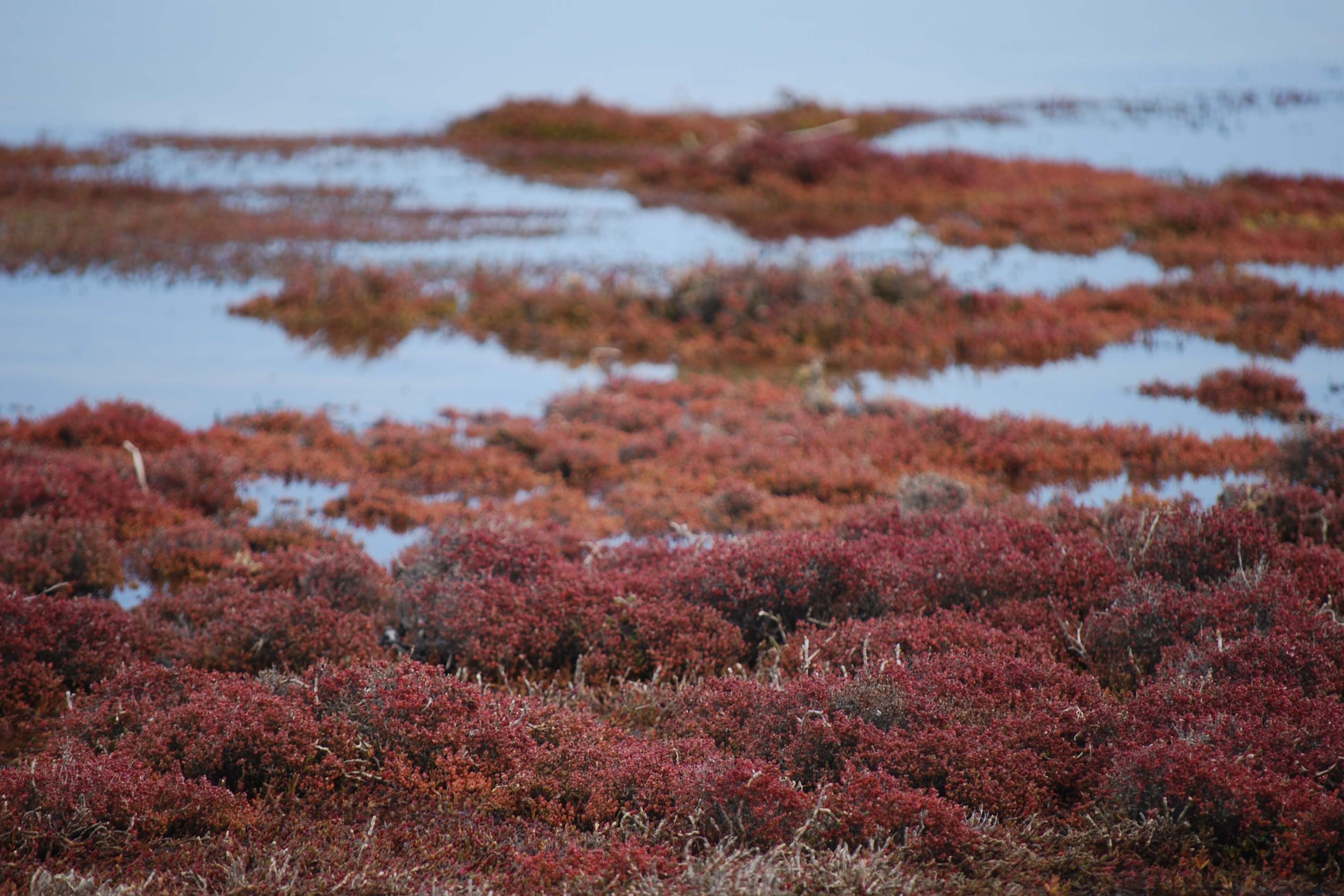 Samphire