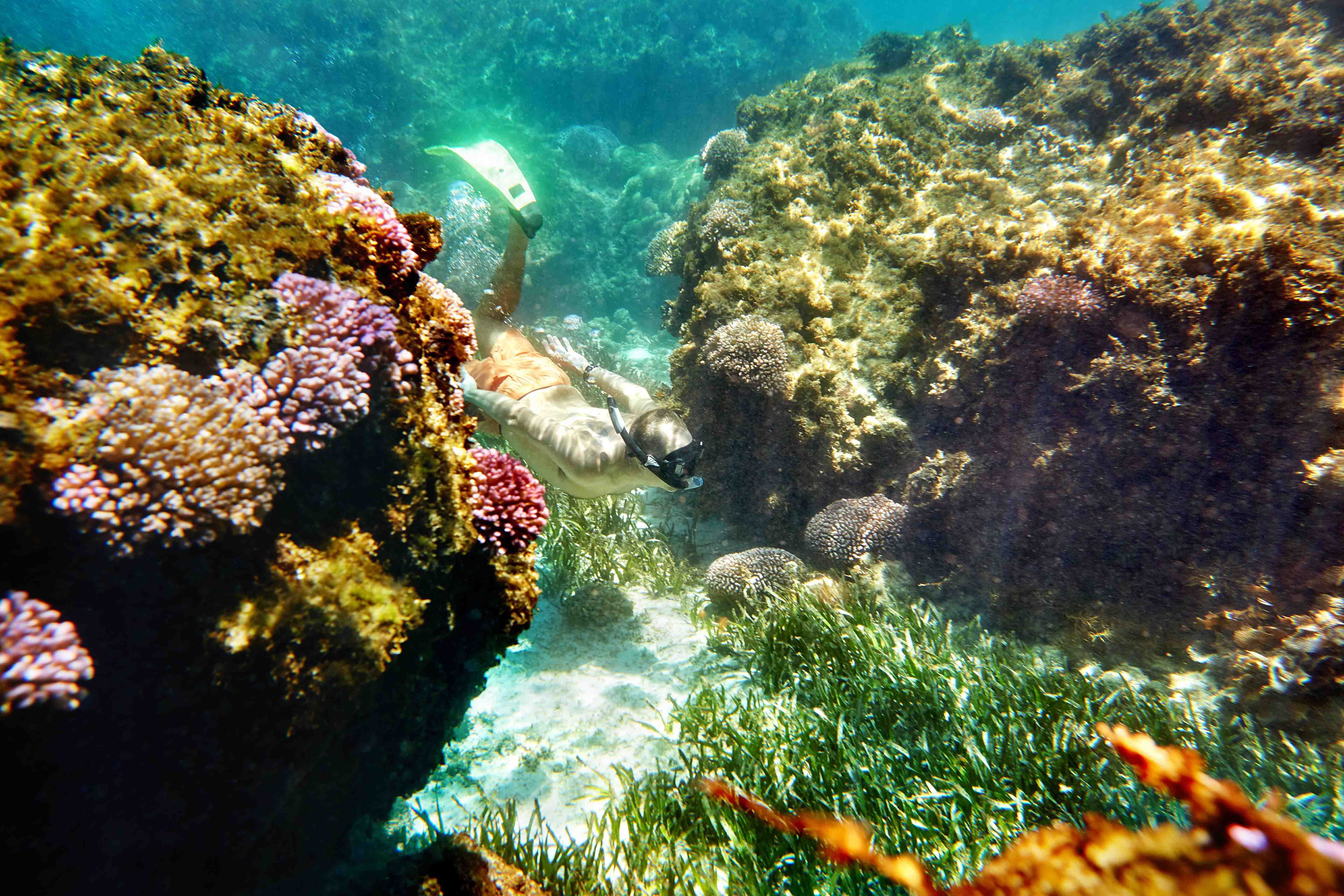 Flora and Fauna | SeaLink Rottnest Island