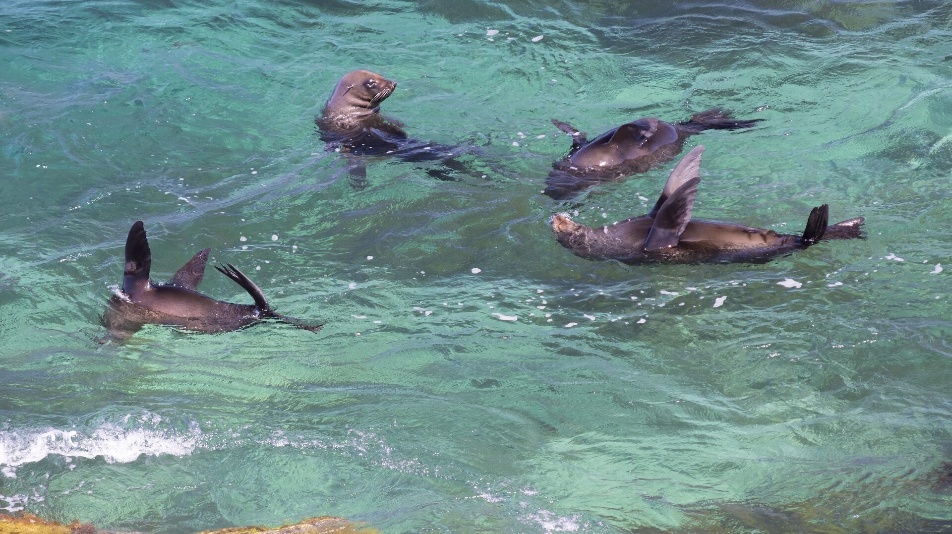 Australian fur seals at Cathedral Rocks