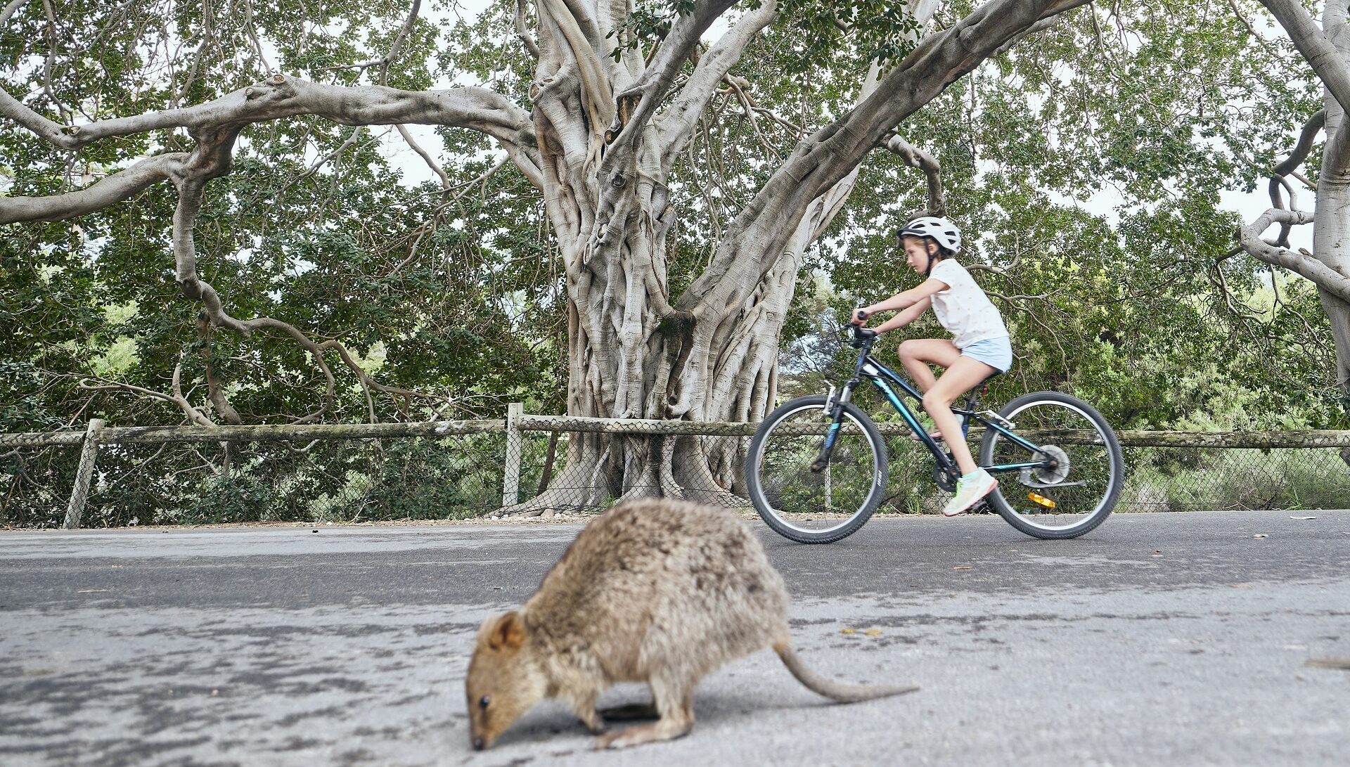 Child cycles past a quokka at Rottnest Island