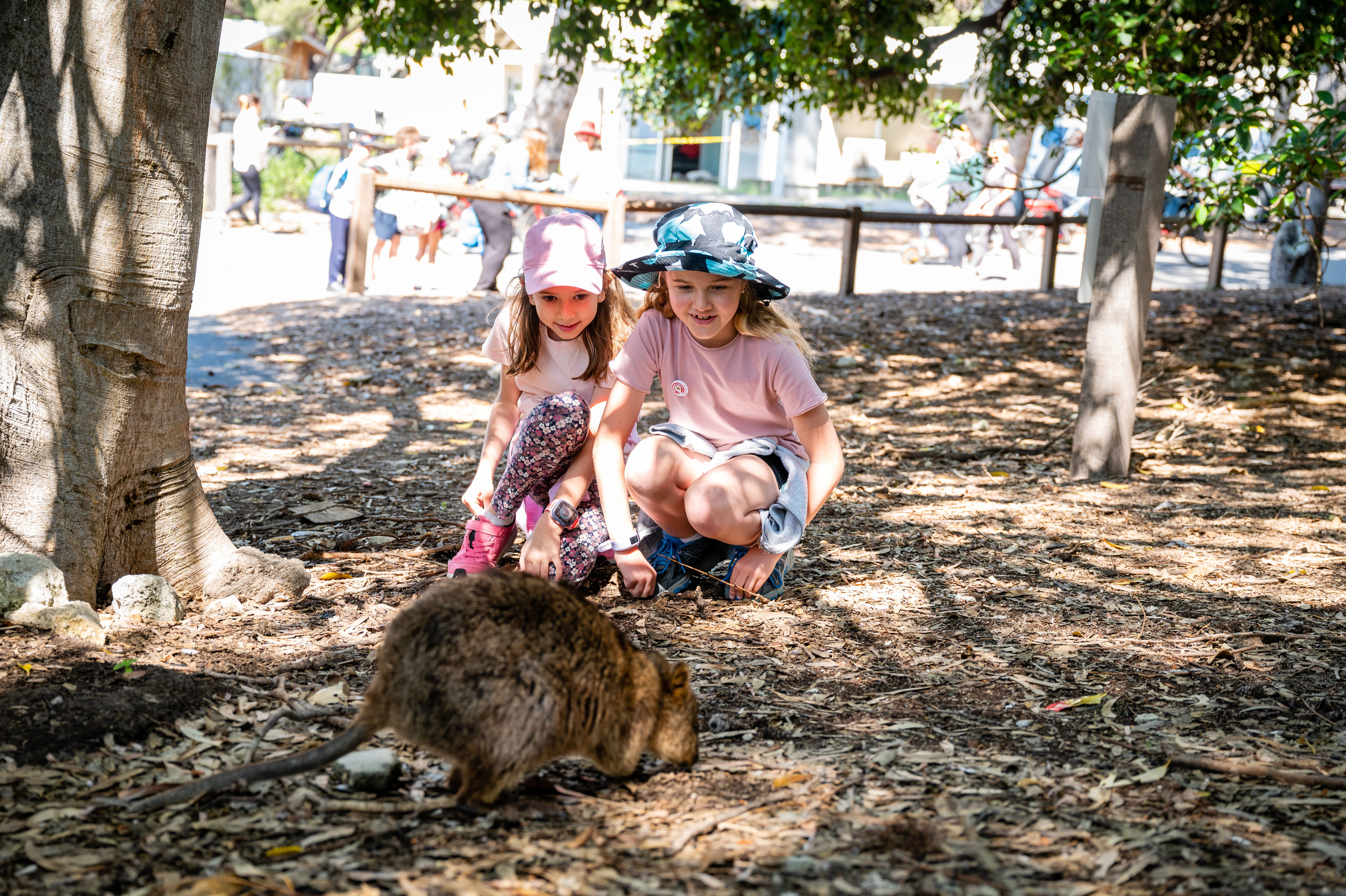 Best things to do with kids | SeaLink Rottnest Island