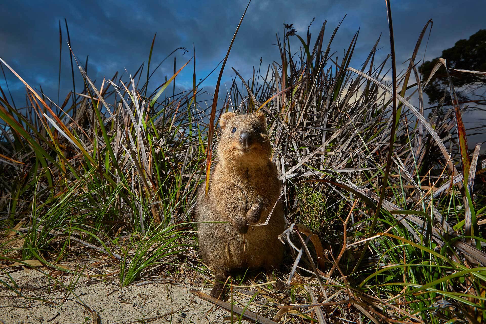 Quokka