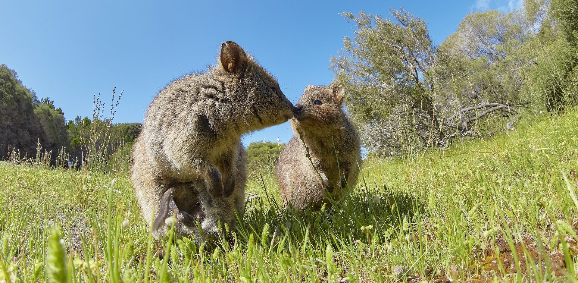 Quokkas in the grass at Rottnest Island