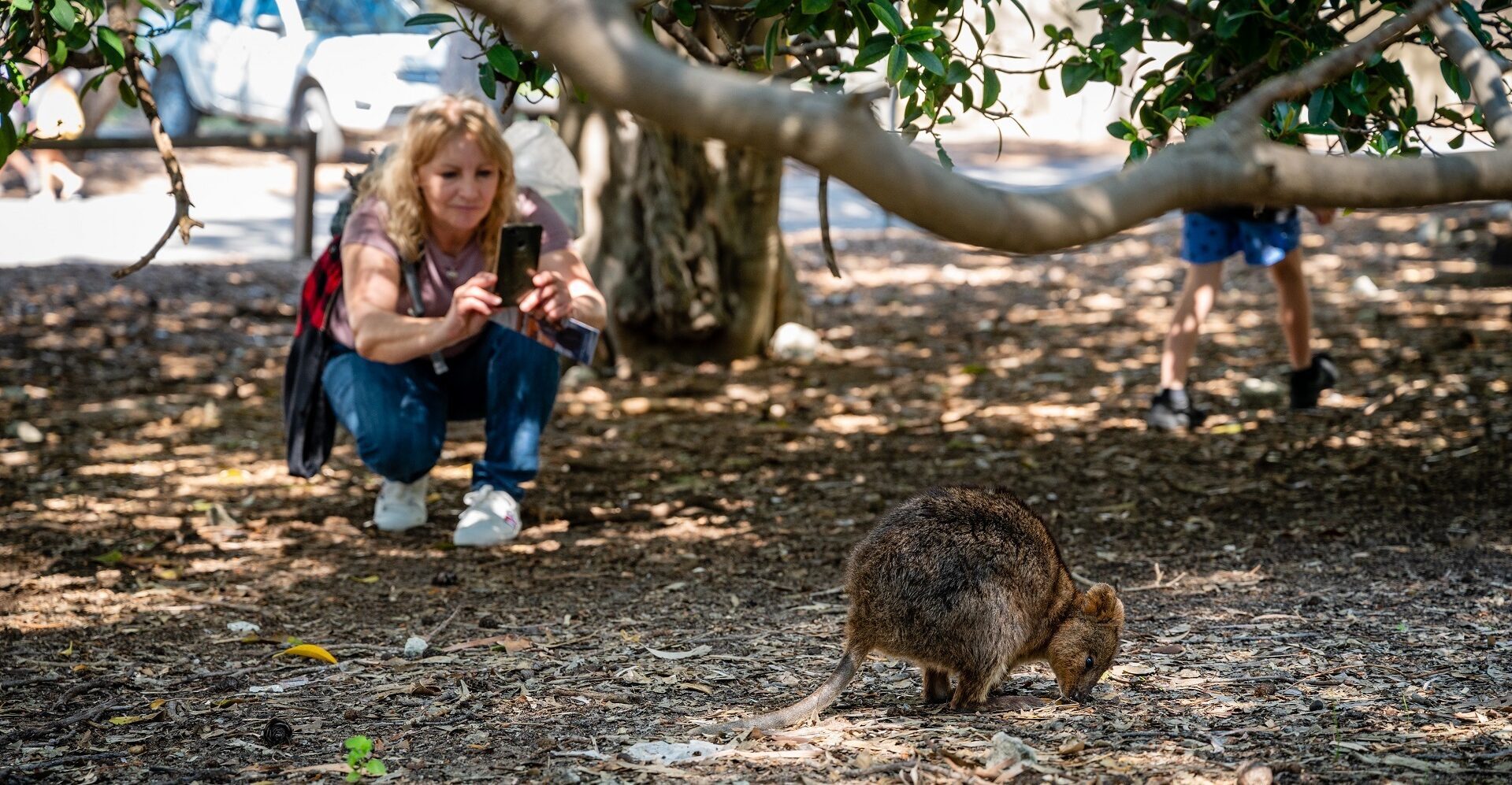 Woman taking a photo of a quokka